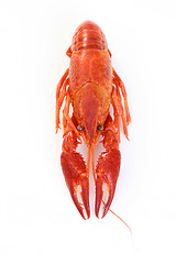 Image showing crawfish