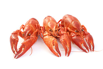 Image showing crawfishes