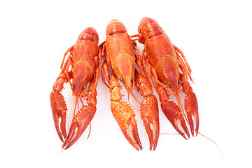 Image showing crawfishes