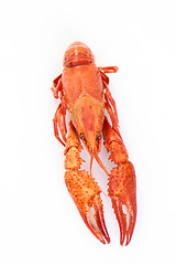 Image showing crawfish