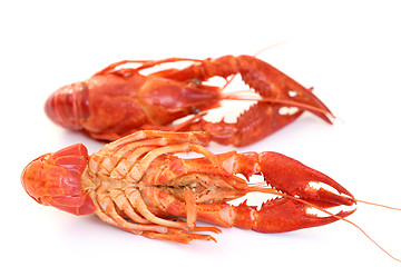 Image showing crawfishes