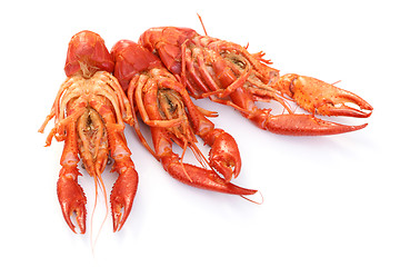 Image showing crawfishes