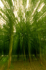 Image showing GREEN TREES MOVING