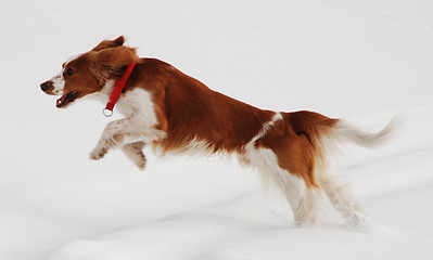 Image showing Running dog