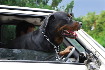 Image showing Dog looking through car window