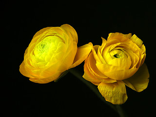 Image showing    Marsh Marigold