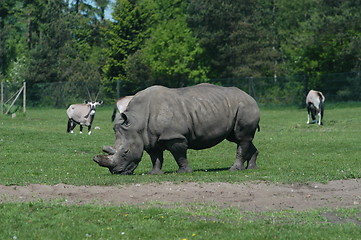 Image showing Eating Rhino with Friends