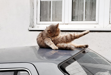 Image showing Cat on car roof