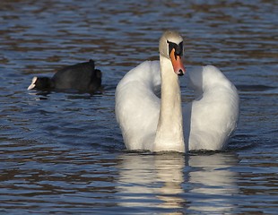 Image showing Muted swan.