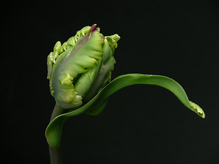 Image showing  Tulip bud