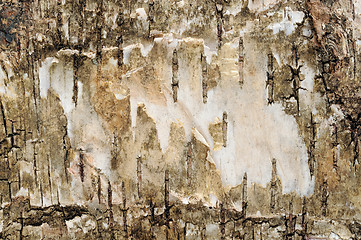 Image showing Birch background