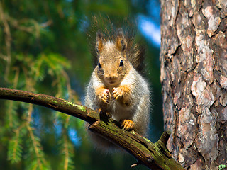 Image showing red squirrel