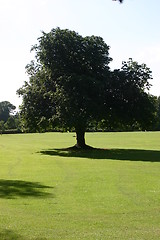 Image showing Tree in park, Malahide, Ireland