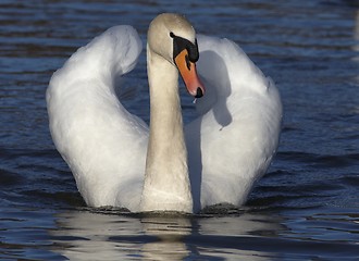 Image showing Swan