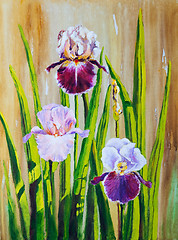 Image showing Irises