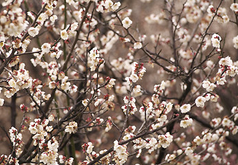 Image showing plum-tree