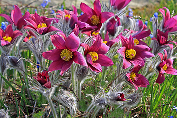 Image showing Pasque Flower (Pulsatilla vulgaris)