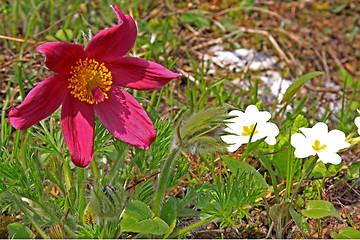 Image showing Pasque Flower (Pulsatilla vulgaris)