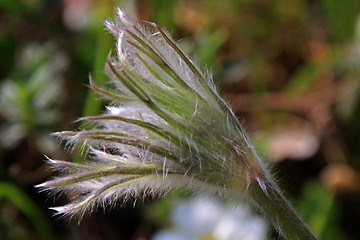 Image showing Pasque Flower (Pulsatilla vulgaris)