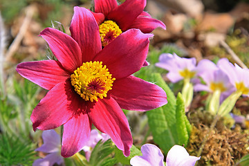 Image showing Pasque Flower (Pulsatilla vulgaris)