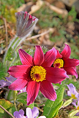 Image showing Pasque Flower (Pulsatilla vulgaris)