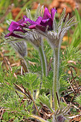 Image showing Pasque Flower (Pulsatilla vulgaris)