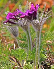 Image showing Pasque Flower (Pulsatilla vulgaris)