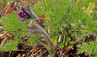 Image showing Pasque Flower (Pulsatilla vulgaris)