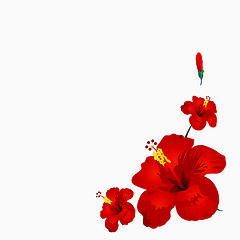 Image showing red hibiscus