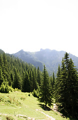 Image showing Forest landscape