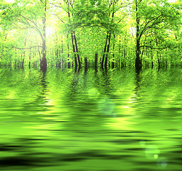 Image showing Green Forest.