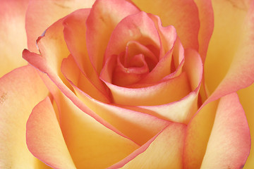 Image showing Rose