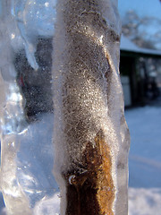 Image showing Plants in icicle