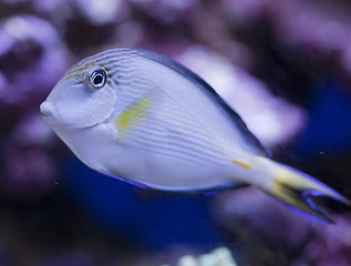 Image showing marine aquarium fish tank