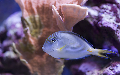 Image showing marine aquarium fish tank