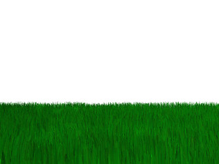 Image showing Grass