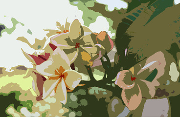 Image showing Frangipani flowers