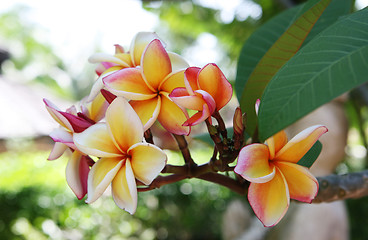 Image showing Frangipani flowers