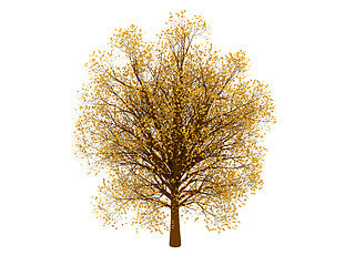 Image showing Autumn tree