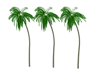 Image showing Palms 3d