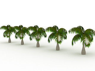 Image showing Row of palms