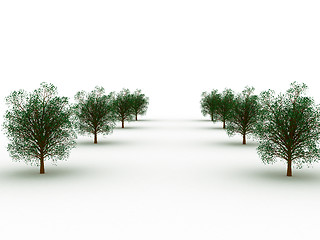 Image showing Row of trees