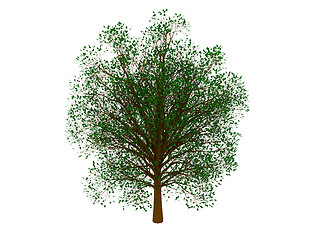Image showing Green tree