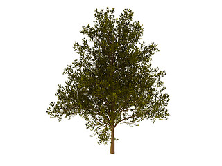 Image showing Green tree