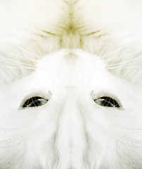 Image showing White cat