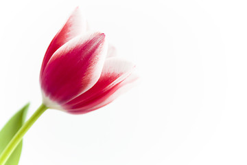 Image showing Tulip