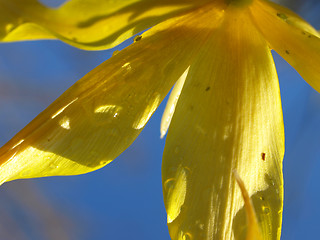 Image showing underside of the flower