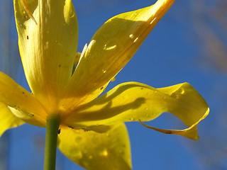 Image showing Yellow lilly