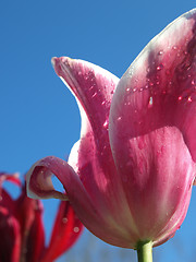 Image showing Purpil tulip