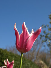 Image showing Purple tulip up close